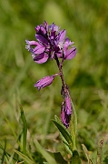 David Plant Photography - Wildlife Photography - Common milkwort - A